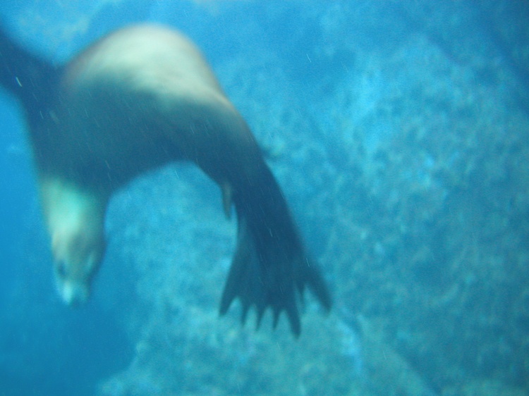 Sea Lions in San Carlos Mexico