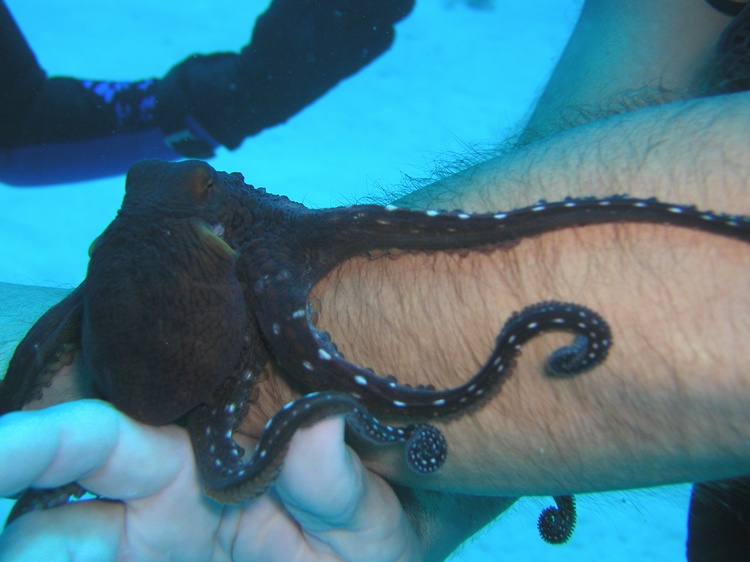 octopus Hawaii 06