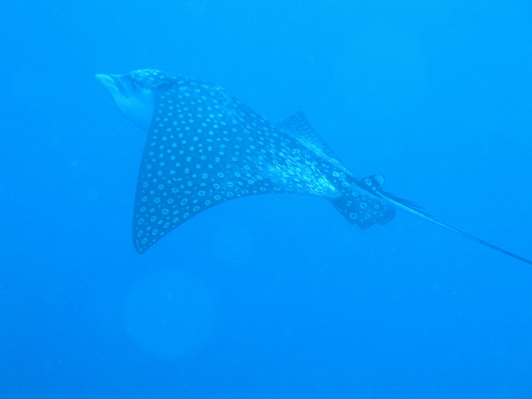 Eagle Ray 