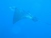 Eagle Ray 