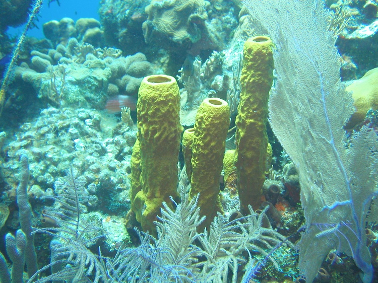sponges in Belize