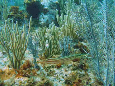 Trumpet Fish