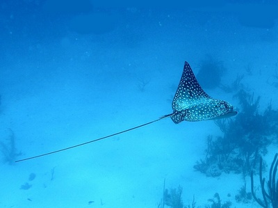 Eagle Ray