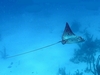 Eagle Ray