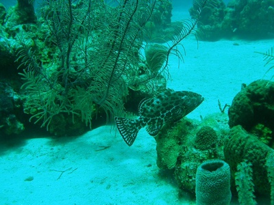 Grouper
