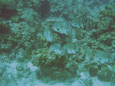 SpadeFish