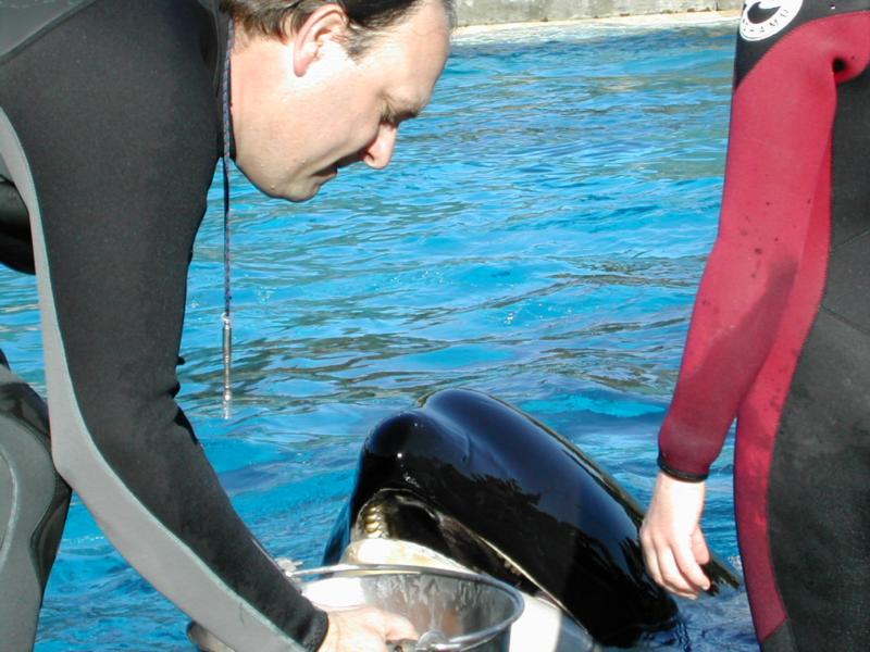 Me feeding the Orca