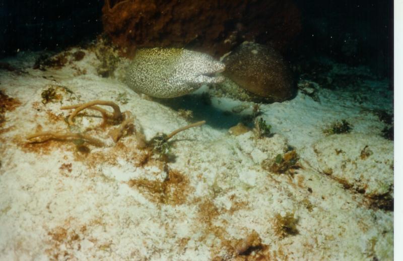 Cozumel Eel