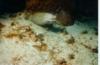 Cozumel Eel