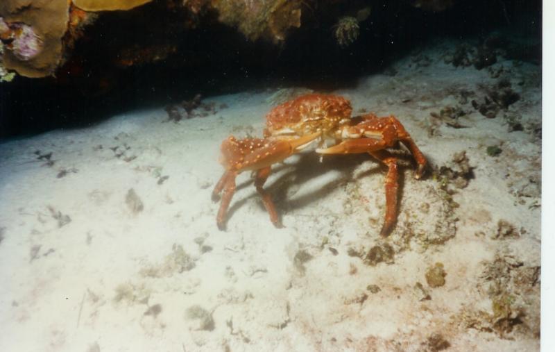 Crab