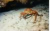 Crab