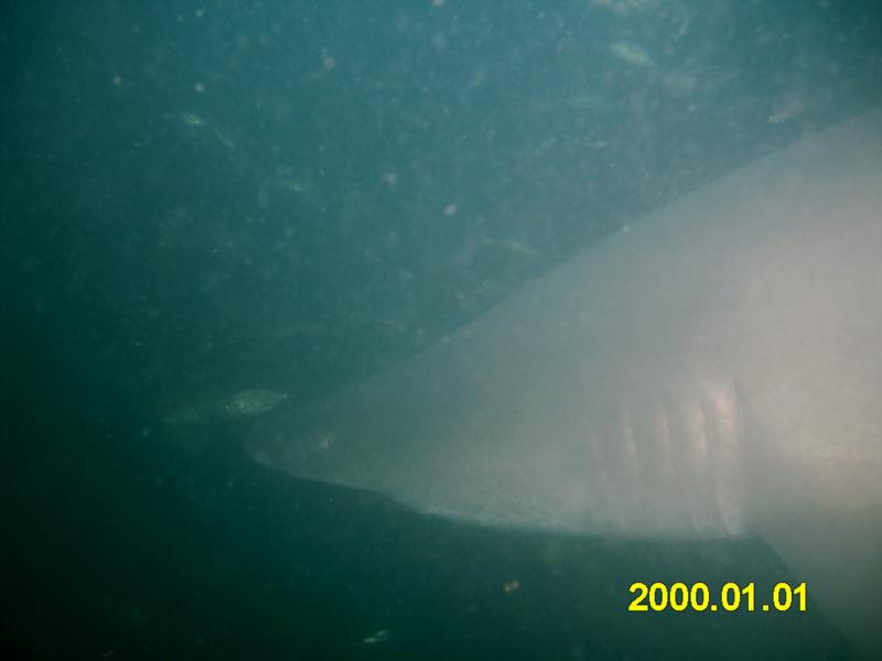 sand tiger on the spar