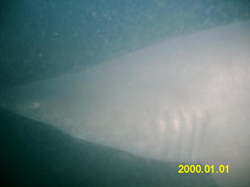 sand tiger on the spar