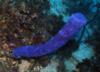 Blue tube sponge