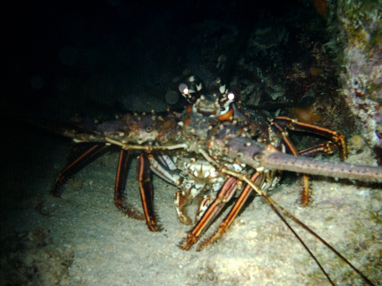 20 Aug 2007 Bari Reef (Night) Bonaire, Netherlands