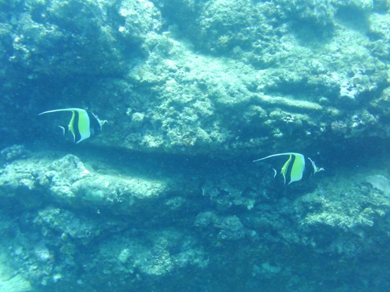 Moorish Idols