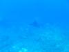 Eagle Rays