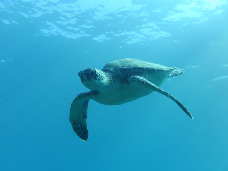 Turtle at Makaha Caverns