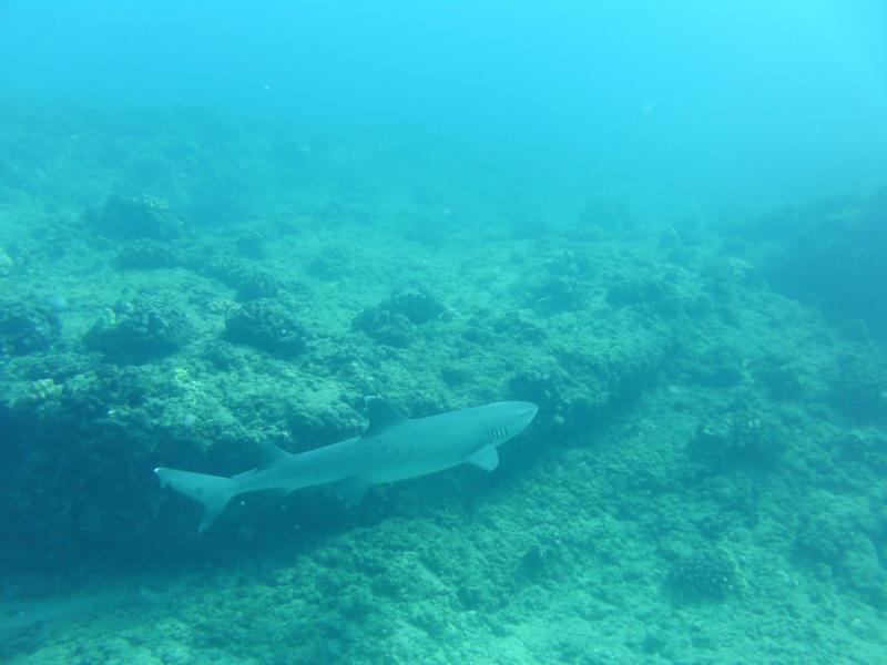 White Tip at Makaha Caverns