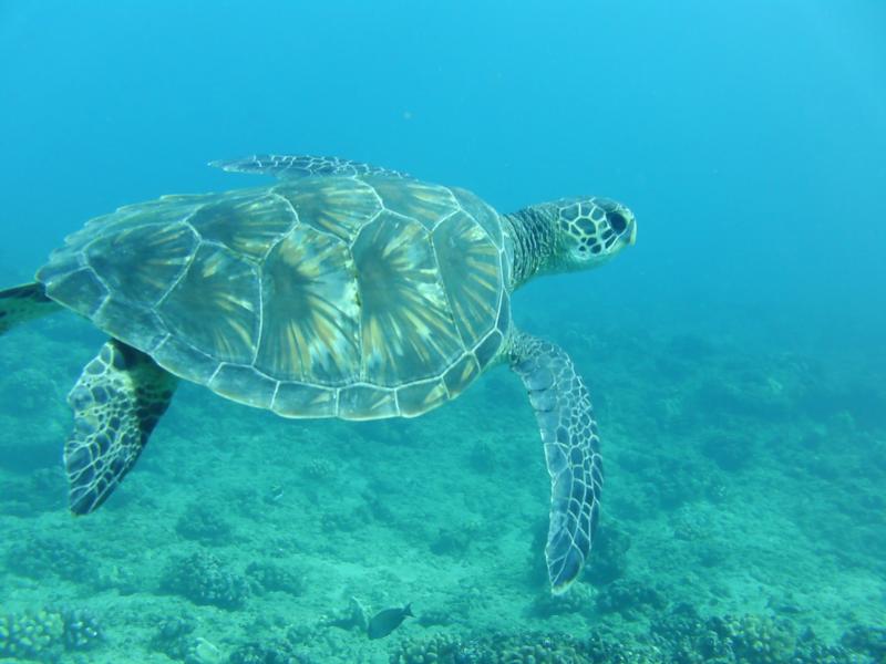 Turtle at Makaha Caverns