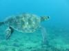 Turtle at Makaha Caverns