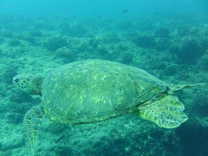 Turtle at Makaha