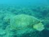 Turtle at Makaha