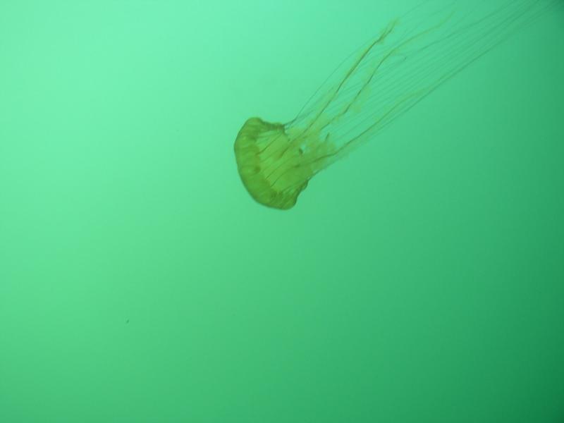 Monterey, Jellyfish