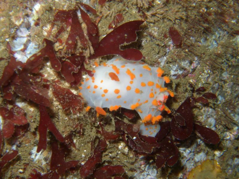 Monterey, clown Nudibranch