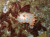 Monterey, clown Nudibranch