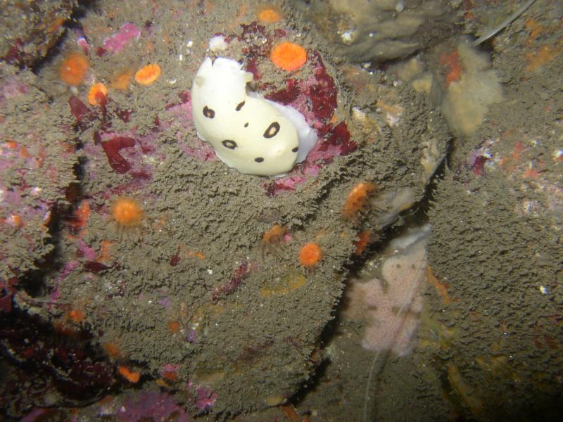 Monterey, spotted Nudibranch