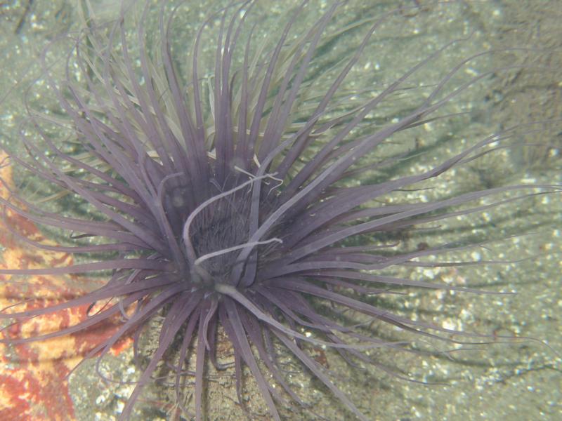 Monterey, tube anemone