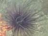 Monterey, tube anemone