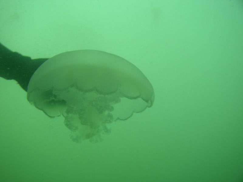 Monterey, Buddy Trying to grab moon jelly