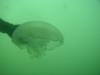 Monterey, Buddy Trying to grab moon jelly