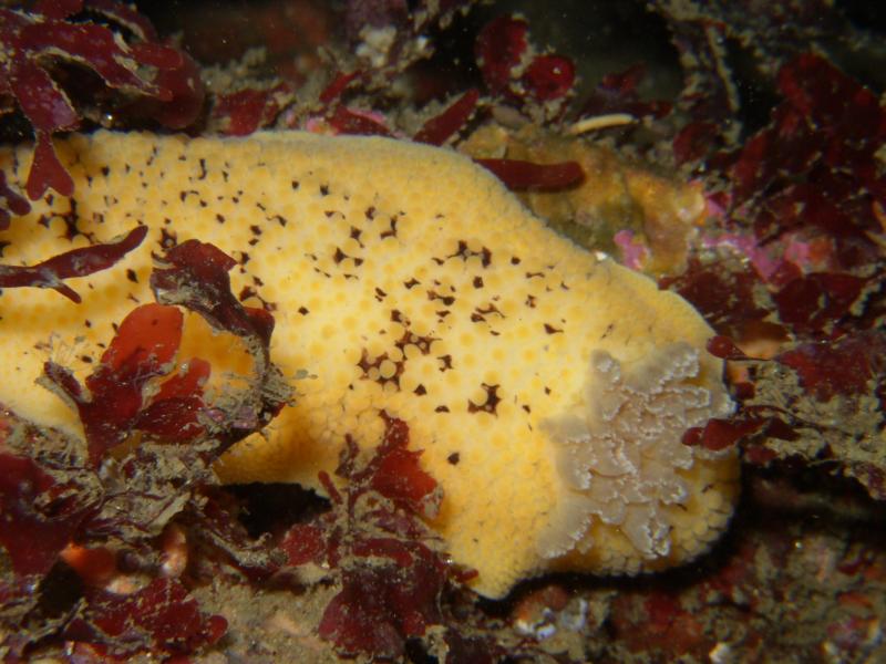 Monterey, Lemon Nudi macro