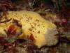 Monterey, Lemon Nudi macro