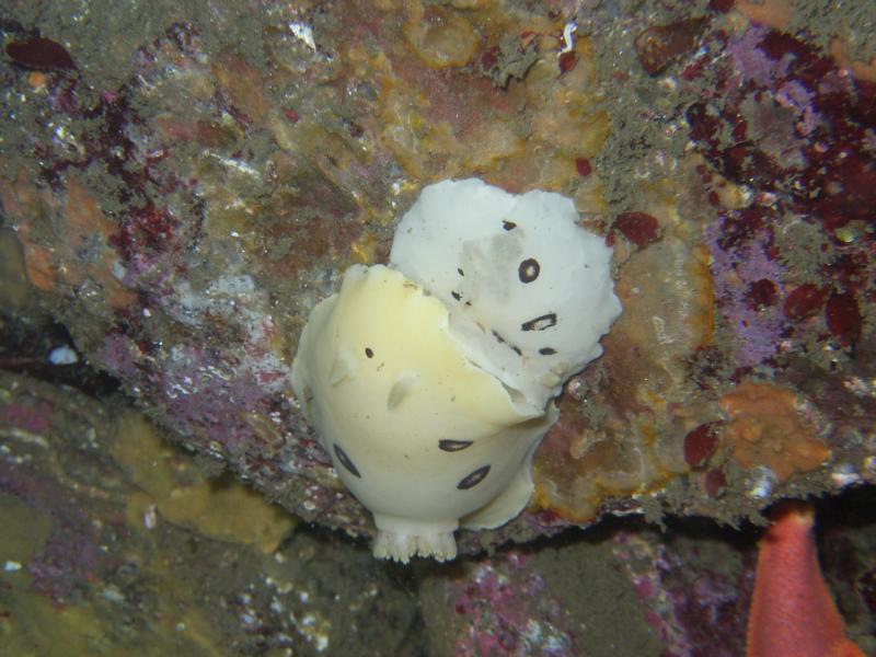 Monterey, Is this how nudibranchs play leapfrog?