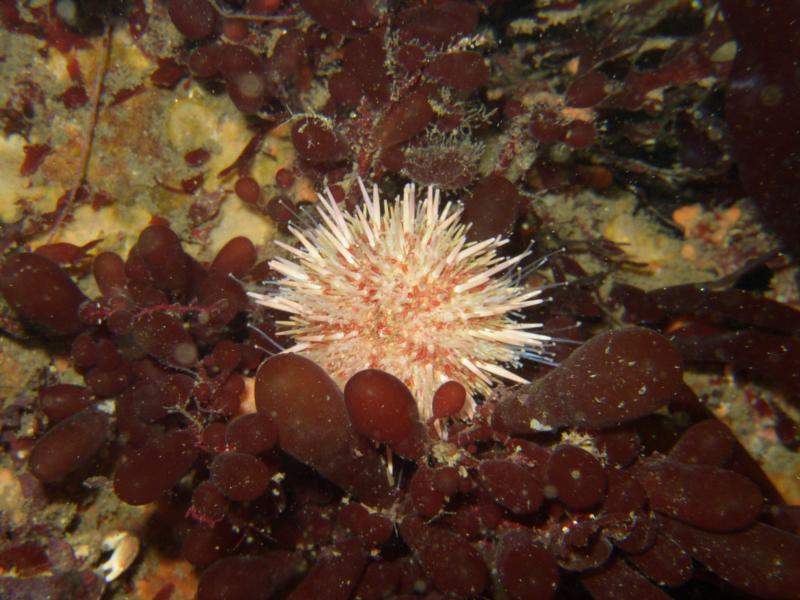 Monterey, Urchin