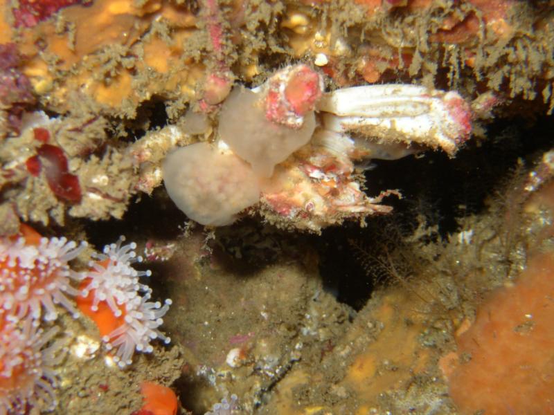 Monterey, camocrab with anemones