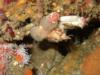 Monterey, camocrab with anemones