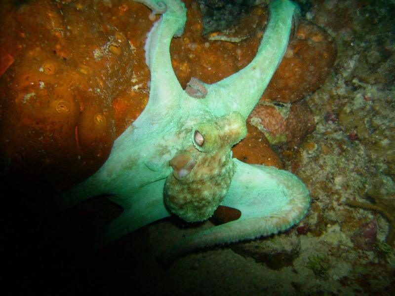 Octopus, Bahamas 2008