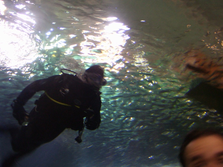 dive at aquarium