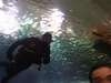 dive at aquarium