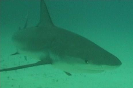 Shark Junction off Grand Bahama from the CM Voyager