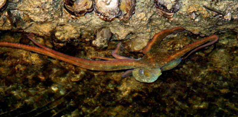 Octopus in Key Largo from the CM Voyager