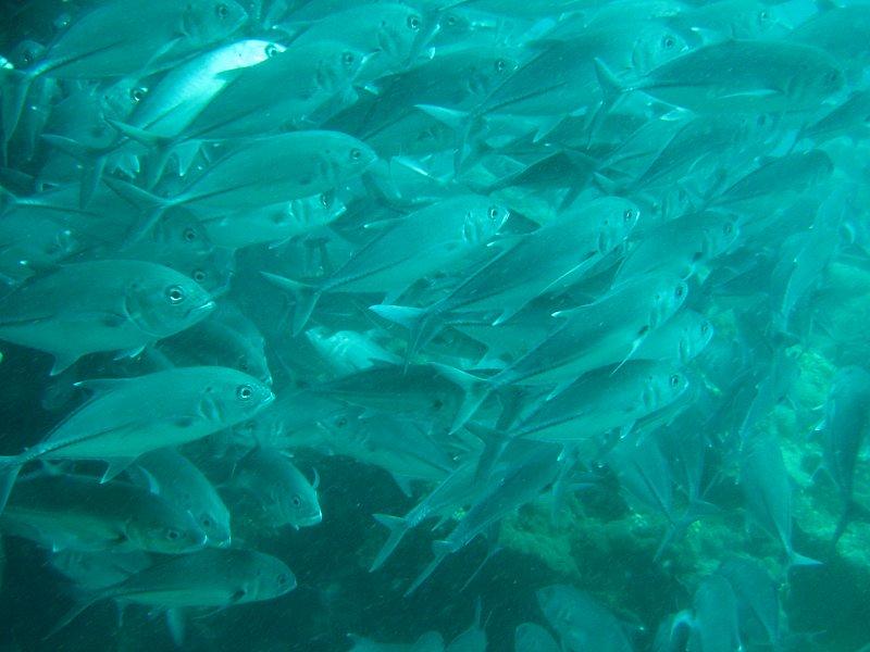 School of Fish