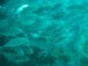 School of Fish