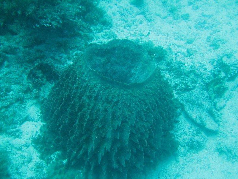 Panglao Dive