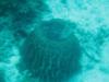 Panglao Dive